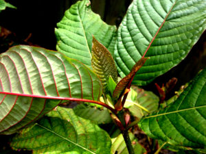 malaysian kratom plant